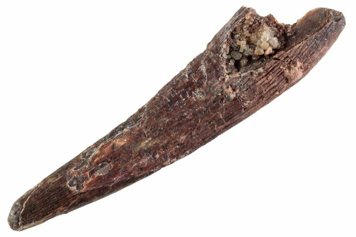 Fossil Pterosaur (Siroccopteryx) Tooth - Morocco #359996